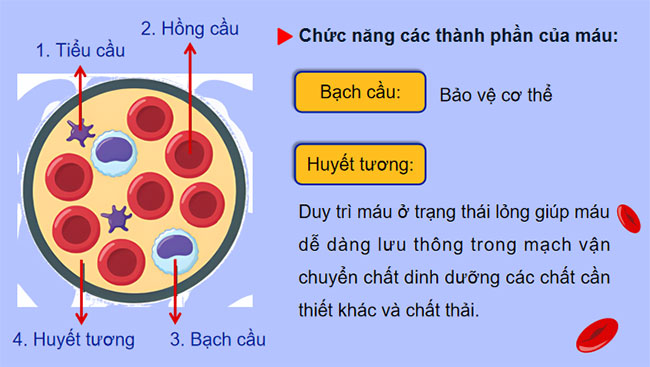 Máu và hệ tuần hoàn của cơ thể người