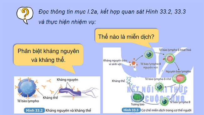  Máu và hệ tuần hoàn của cơ thể người