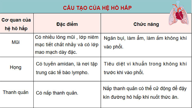  Hệ hô hấp ở người