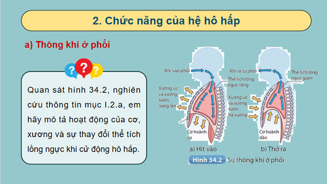  Hệ hô hấp ở người