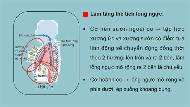  Hệ hô hấp ở người