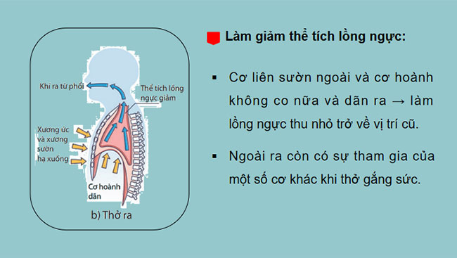  Hệ hô hấp ở người