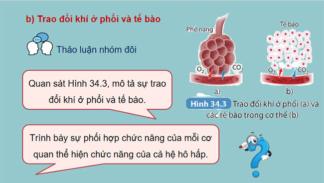  Hệ hô hấp ở người