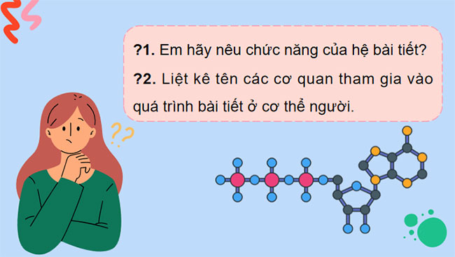  Hệ bài tiết ở người