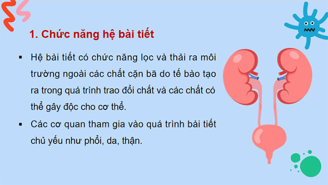  Hệ bài tiết ở người