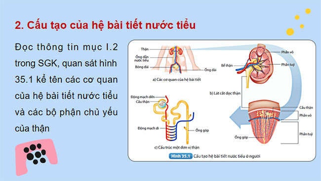  Hệ bài tiết ở người