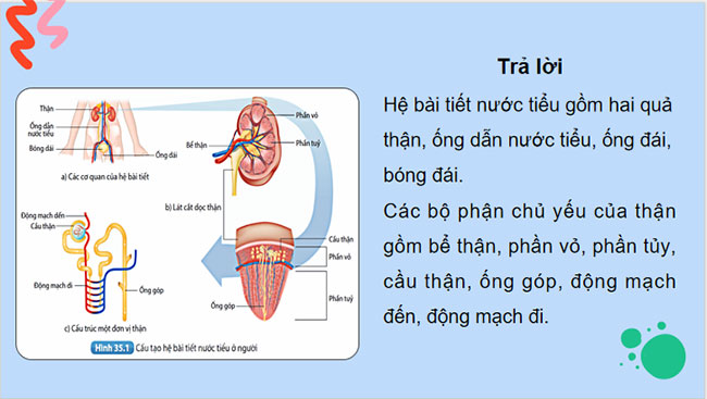  Hệ bài tiết ở người