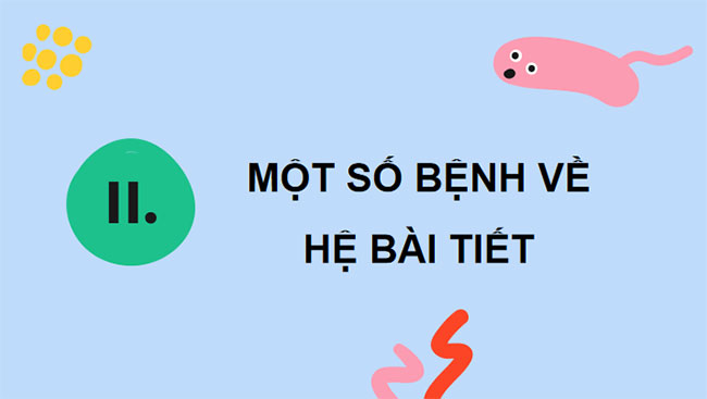  Hệ bài tiết ở người