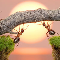 PowerPoint Ngữ văn 7 Bài 6: Con mối và con kiến