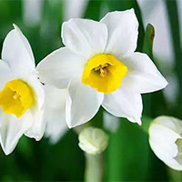 PowerPoint Ngữ văn 7 Bài 9: Thuỷ tiên tháng Một