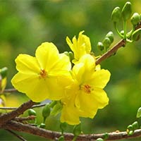 PowerPoint Hoạt động trải nghiệm 6 Chủ đề 5: Xuân quê hương