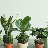 PowerPoint Ngữ văn 9 Bài 9: Văn hóa hoa cây cảnh