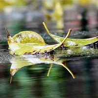 PowerPoint Tiếng Việt 5: Tiếng vườn