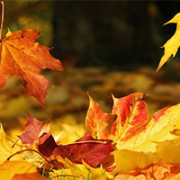 PowerPoint Tiếng Việt 5: Chớm thu