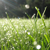 PowerPoint Tiếng Việt 5: Ban mai