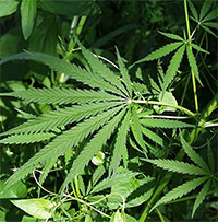 Cây cần sa có phải cây hoa anh túc không?