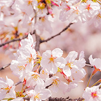 PowerPoint Tiếng Việt 5: Nụ cười mang tên mùa xuân