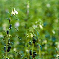 PowerPoint Tiếng Việt 5: Mùa vừng