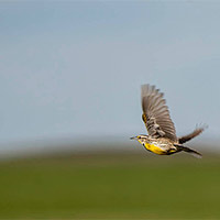 PowerPoint Tiếng Việt 5: Chiền chiện bay lên