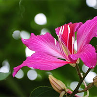 PowerPoint Tiếng Việt 5 Bài 2: Muôn sắc hoa tươi