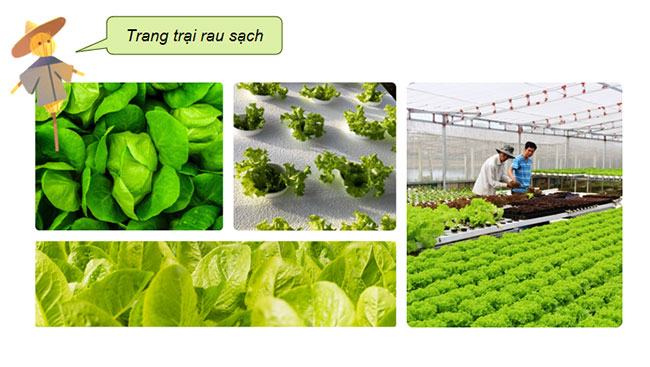 Giáo án PowerPoint Địa lí 12 Bài 11 Cánh diều