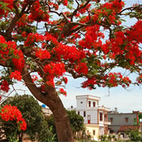 PowerPoint Tiếng Việt 5 Bài 7: Cây phượng xóm Đông