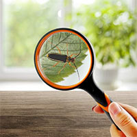 PowerPoint Khoa học tự nhiên 6 Bài 3: Sử dụng kính lúp