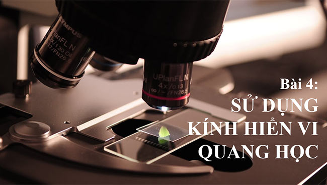 PowerPoint Khoa học tự nhiên 6 Sử dụng kính hiển vi quang học