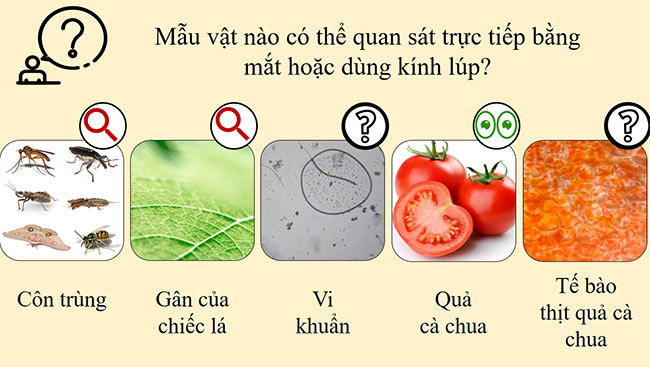 PowerPoint Khoa học tự nhiên 6 Sử dụng kính hiển vi quang học