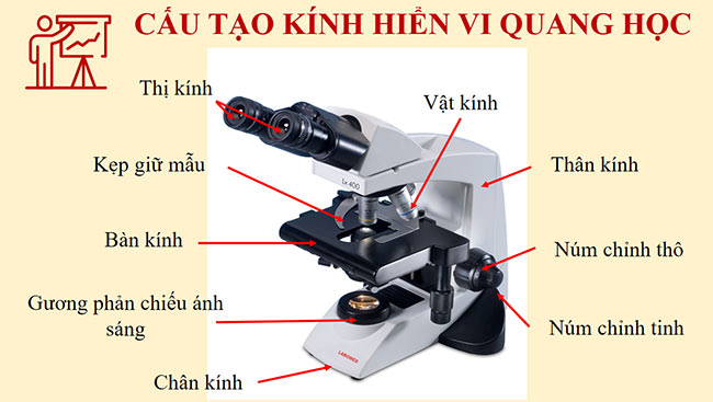 PowerPoint Khoa học tự nhiên 6 Sử dụng kính hiển vi quang học