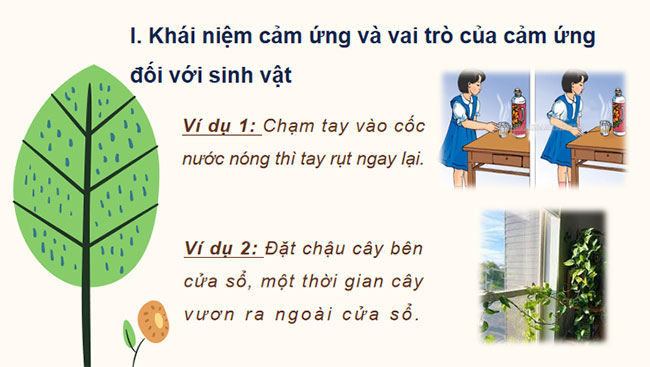 Khái quát về cảm ứng và cảm ứng ở thực vật