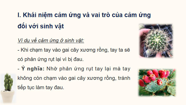 Khái quát về cảm ứng và cảm ứng ở thực vật