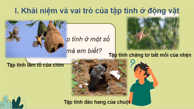 Cảm ứng ở động vật