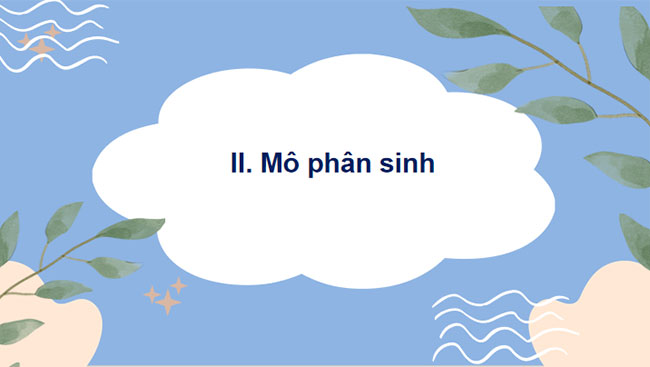 Sinh trưởng và phát triển ở thực vật