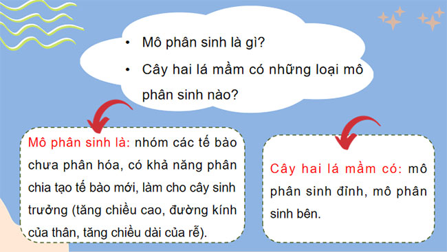 Sinh trưởng và phát triển ở thực vật