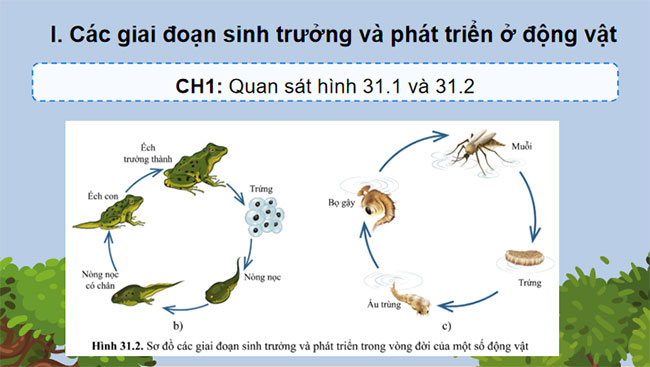 Sinh trưởng và phát triển ở động vật