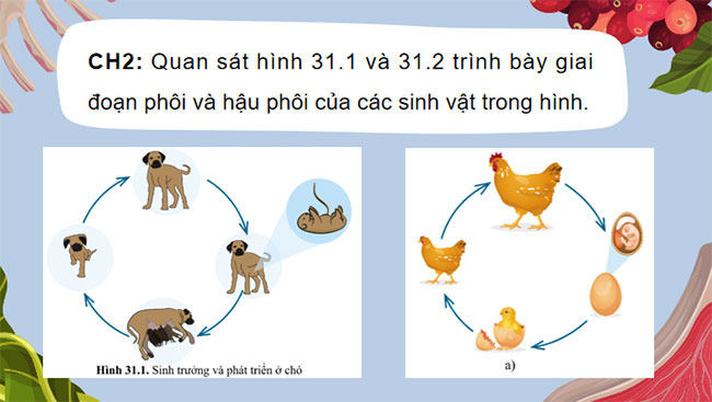 Sinh trưởng và phát triển ở động vật