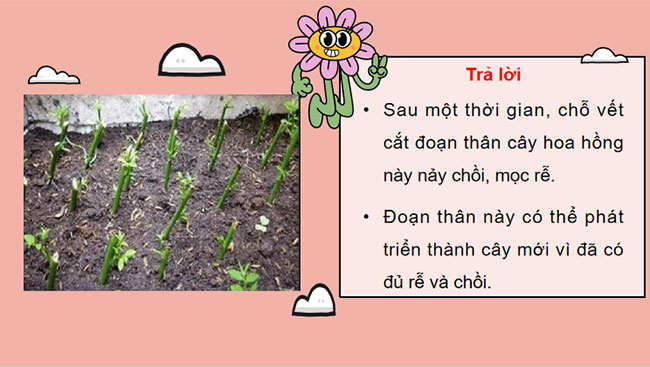 Khái quát về sinh sản và sinh sản vô tính ở sinh vật