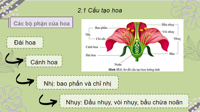 Sinh sản hữu tính ở sinh vật