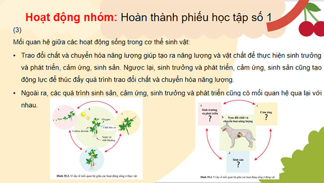 Sự thống nhất về cấu trúc và các hoạt động sống trong cơ thể sinh vật