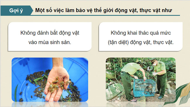 Bảo vệ cảnh quan thiên nhiên thế giới động vật và thực vật