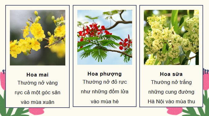 PowerPoint Đọc: Những mùa hoa trên cao nguyên đá