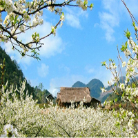 PowerPoint Tiếng Việt 4 Bài 8: Những mùa hoa trên cao nguyên đá