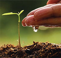 PowerPoint Hoạt động trải nghiệm 1 Tuần 20 Chủ đề 5: Em ươm cây xanh