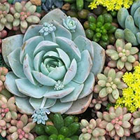 PowerPoint Tiếng Việt 2 Bài 8: Những cây sen đá