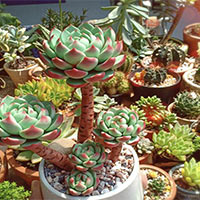 PowerPoint Tiếng Việt 2 Bài 8: Kể chuyện đã học Những cây sen đá