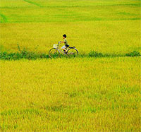 Giáo án mầm non: Bài hát Em đi giữa biển vàng