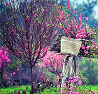 Giáo án sinh hoạt dưới cờ lớp 1 tuần 17 chủ đề: Mùa xuân trên quê hương em