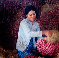 Giáo án Sinh hoạt dưới cờ lớp 7 chủ đề: Phát triển bền vững tuần 4