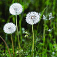 PowerPoint Tiếng Việt 4 Bài 1: Cuộc phiêu lưu của bồ công anh kết hợp AI